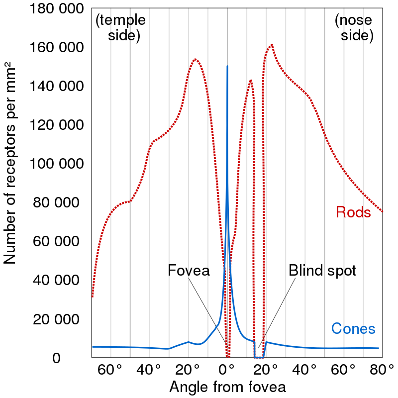 photoreceptor_distribution